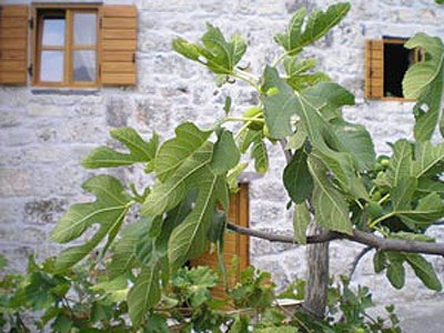 01AG_Vrsine_1a.jpg