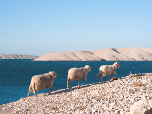 Insel_Pag_300x225.jpg